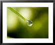 Close View Of A Drop Of Water At The End Of A Twig, Groton, Connecticut by Todd Gipstein Limited Edition Pricing Art Print