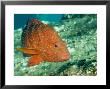 Closeup Of A Blue-Spotted Grouper, Also Know As A Coral Hind, Bali, Indonesia by Tim Laman Limited Edition Print