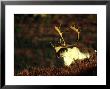 Caribou Bull by Michael S. Quinton Limited Edition Print