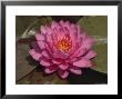 Beautiful Pink Waterlily In A Pond by George Grall Limited Edition Print