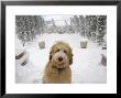 Dog Plays Outside After A Snowstorm In Lincoln, Nebraska by Joel Sartore Limited Edition Print