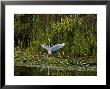 Great White Egret Coming In For A Landing With Outspread Wings, Groton, Connecticut by Todd Gipstein Limited Edition Print