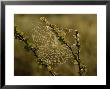 Dew Highlights An Orb-Weaver Spider's Web by Mattias Klum Limited Edition Pricing Art Print