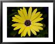 Lemon Symphony Osteopermum Hybrid In Center Of Frame, Groton, Connecticut by Todd Gipstein Limited Edition Print