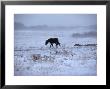 One Horse Walking Along In Winter Snow Storm, Kansas by Brimberg & Coulson Limited Edition Pricing Art Print