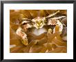 Porcelain Crab In A Sea Anemone, Malapascua Island, Philippines by Tim Laman Limited Edition Print