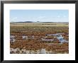 Salt Bush Plain Covered In Flood Waters From Desert Rainstorms, Australia by Jason Edwards Limited Edition Print