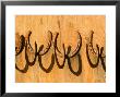 Used Horseshoes Nailed To A Barn Door Used For Hanging Things, Colorado by Michael S. Lewis Limited Edition Print