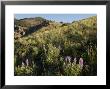 Sunrise And Spring Wildflowers, Colorado by Michael S. Lewis Limited Edition Print