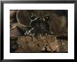 Bornean Horned Frog Pokes Its Head Above Brown Leaves by Tim Laman Limited Edition Print