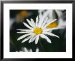 Close View Of A Wild Daisy by Raymond Gehman Limited Edition Print