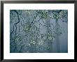 Dogwood Blossoms In A Foggy Forest by Raymond Gehman Limited Edition Print
