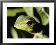 Close View Of A Lizard by Carsten Peter Limited Edition Print