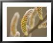 Close-Up Of Flower Buds On A Bush In Late Spring In The Forest by Phil Schermeister Limited Edition Print