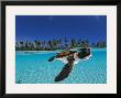 Baby Green Sea Turtle Swimming In A Tropical Paradise by David Doubilet Limited Edition Pricing Art Print