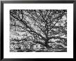 View Of A Monkey Pod Tree by Eliot Elisofon Limited Edition Print