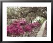 Pink Rhododendron Bushes At Chandor Gardens by John Dominis Limited Edition Print