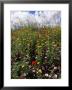 April Spring Flowers, Near Aidone, Central Area, Island Of Sicily, Italy, Mediterranean by Richard Ashworth Limited Edition Print