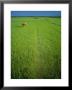 Rice Paddy Fields, Lang Co, Vietnam by Tim Hall Limited Edition Print