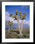 Joshua Trees Near Death Valley, Joshua Tree National Park, California, Usa by Roy Rainford Limited Edition Print