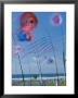 Kites Spinning, Washington State Kite Festival, Long Beach, Washington, Usa by John & Lisa Merrill Limited Edition Print