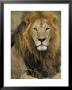 Portrait Of A Lion, Kenya by Art Wolfe Limited Edition Pricing Art Print