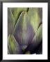 An Artichoke by Herbert Lehmann Limited Edition Print