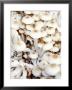 Enokitake Mushrooms by Ming Tang-Evans Limited Edition Print