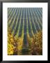 Vineyard Of Oremus Winery, Tolcsva, Hungary by Herbert Lehmann Limited Edition Pricing Art Print