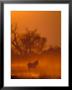 Burchell's Zebra At Sunset, Okavango Delta, Botswana by Pete Oxford Limited Edition Pricing Art Print