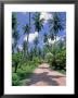 Palm Tree Lined Road Of L'union Estate Plantation, Seychelles by Nik Wheeler Limited Edition Print
