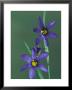 Blue Eyed Grass, Clarkston, Michigan, Usa by Claudia Adams Limited Edition Print