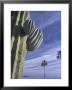 Cactus And Palm Tree On The Beach, Loretto, Baja, Mexico by Cindy Miller Hopkins Limited Edition Print