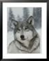 Portrait Of A Beautiful Gray Wolf, Canis Lupus, In The Snow by Jim And Jamie Dutcher Limited Edition Print