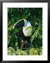 Colorful Cuviers Toucan Sitting In A Fig Tree by Steve Winter Limited Edition Pricing Art Print