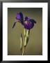 Close View Of A Wild Blue Flag Iris by Raymond Gehman Limited Edition Pricing Art Print