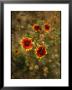 Clump Of Fire Wheel Flowers In Bloom by Raymond Gehman Limited Edition Print