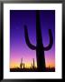 Sonoran Desert At Twilight With Saguaro Cacti And Crescent Moon, Saguaro National Monument, Arizona by Ralph Lee Hopkins Limited Edition Print
