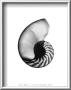 Nautilus Shell by Bert Myers Limited Edition Print