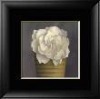 Gardenia In Yellow Pot by Carnochan Limited Edition Pricing Art Print