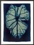 Leaf Study #1, 2002 by Thomas Hager Limited Edition Print