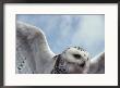 Close View Of A Snowy Owl In Flight by Paul Nicklen Limited Edition Pricing Art Print