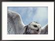 Close View Of A Snowy Owl In Flight by Paul Nicklen Limited Edition Pricing Art Print