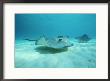 A Pair Of Southern Stingrays Swim Over Ocean Floor by Raul Touzon Limited Edition Print