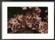A Cascade Of Pink Dogwood Blossoms In Early Spring by Stephen St. John Limited Edition Print