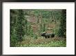 An Alaskan Moose Forages In A Field by Michael S. Quinton Limited Edition Print