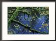Moss-Covered Tree Limb Over Creek by Joel Sartore Limited Edition Print