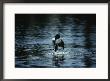 A Loon Appears To Be Shaking Water From Its Plumage by Michael S. Quinton Limited Edition Pricing Art Print