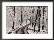 A Road Running Through Snow-Covered Woods by George F. Mobley Limited Edition Print