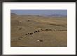 Cattle Drive In Montana by Annie Griffiths Belt Limited Edition Pricing Art Print